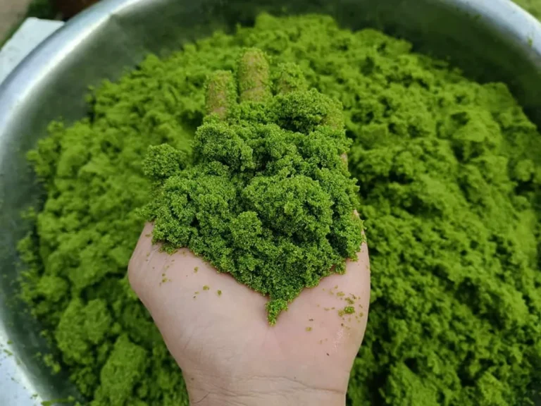 ผำ (Wolffia) ไข่ผำ แหล่งอาหารระดับ Superfood ของโลก ที่ยุโรปยอมรับ